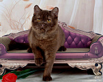 Кошки в Санкт-Петербурге: Британский котик вкусного окраса шоколад Мальчик, 45 000 руб. - фото 10