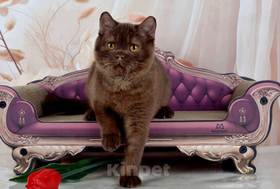 Кошки в Санкт-Петербурге: Британский котик вкусного окраса шоколад Мальчик, 45 000 руб. - фото 10