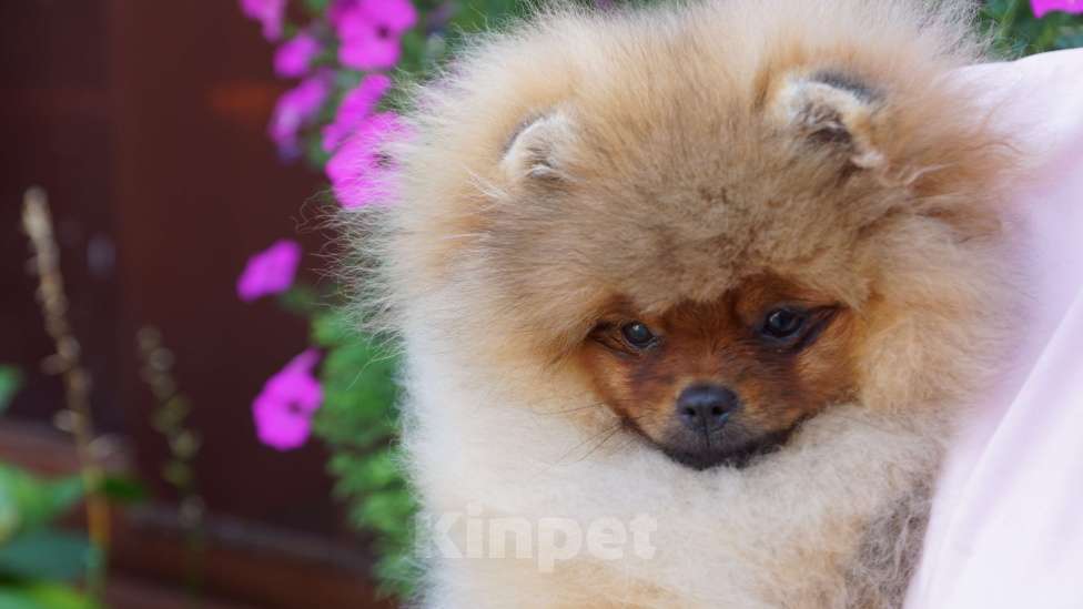 Собаки в Самаре: Шикарная помераночка Девочка, 50 000 руб. - фото 4