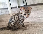 Кошки в Уфе: Котенок бенгальской породы Девочка, 8 000 руб. - фото 1