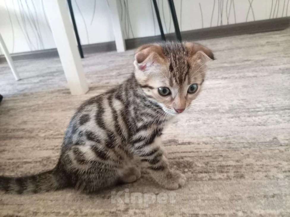 Кошки в Уфе: Котенок бенгальской породы Девочка, 8 000 руб. - фото 1