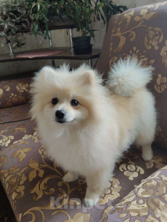 Собаки в Ижевске: Девочка малый немецкий шпиц Девочка, 50 000 руб. - фото 4