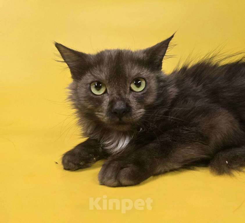 Кошки в Москве: Котик Юша ищет семью Мальчик, Бесплатно - фото 3