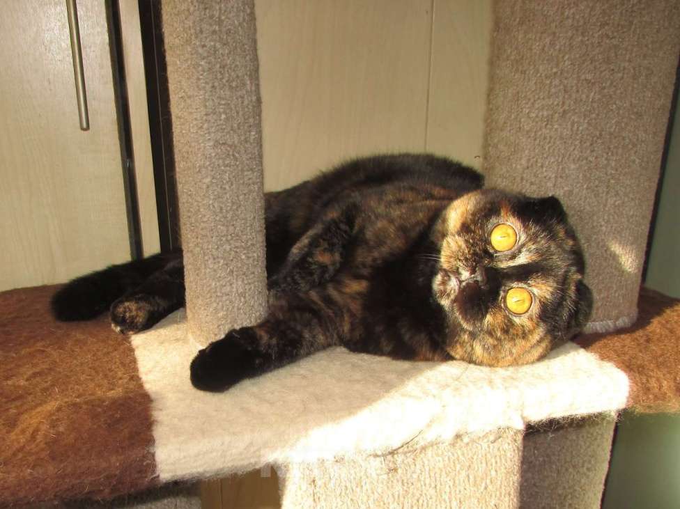 Кошки в Санкт-Петербурге: шотландская кошечка в разведение или в любимцы Девочка, Бесплатно - фото 4