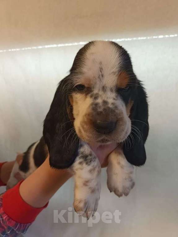 Собаки в Краснодаре: Щенки бассет-хаунд Разнополые, 22 000 руб. - фото 2