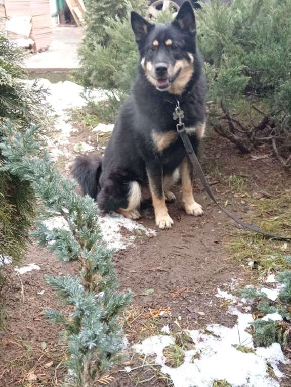 Собаки в Балашихе: метис лайки ищет хозяина Мальчик, Бесплатно - фото 2