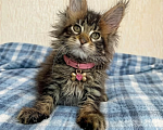 Кошки в Вологде: Котята мейн кун полидакт Девочка, 35 000 руб. - фото 1