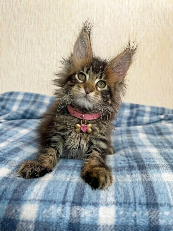 Кошки в Вологде: Котята мейн кун полидакт Девочка, 35 000 руб. - фото 1