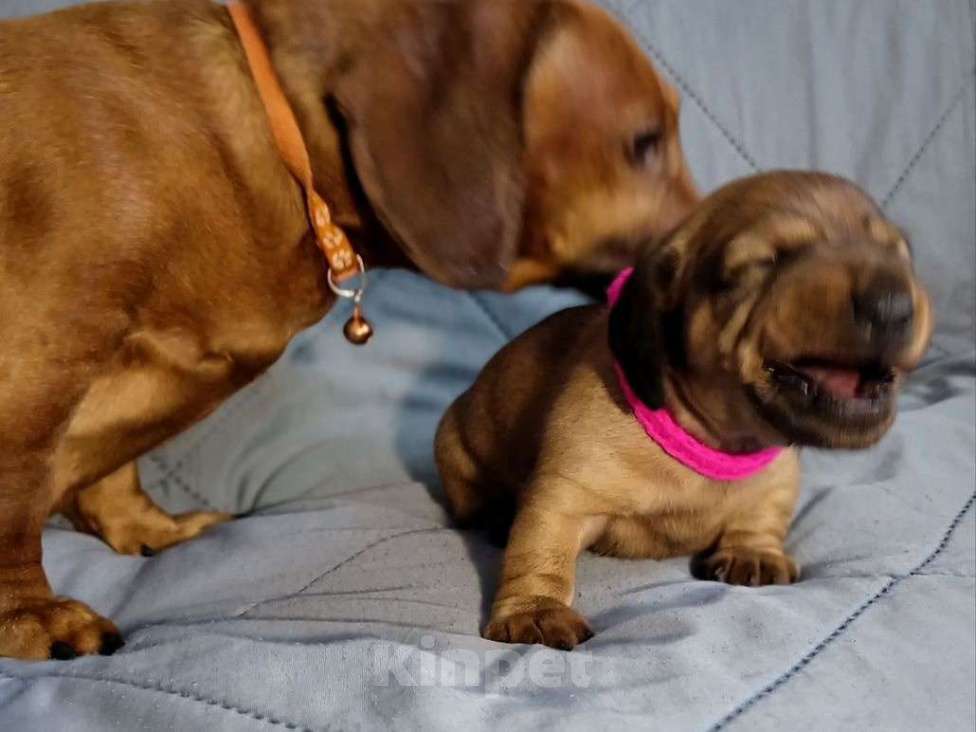 Собаки в Белгороде: Такса миниатюрная Девочка, 15 000 руб. - фото 2