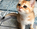 Кошки в Мытищах: Золотой тикированный  Мальчик, 12 000 руб. - фото 6