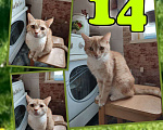 Кошки в Москве: Рыжик ищет дом  Мальчик, Бесплатно - фото 1