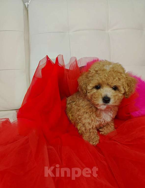 Собаки в Москве: Мальтипу Тедди 🐻 девочка  Девочка, 125 000 руб. - фото 4