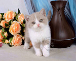 Кошки в Мурином: Британский котик окраса лиловый биколор Мальчик, 33 000 руб. - фото 1