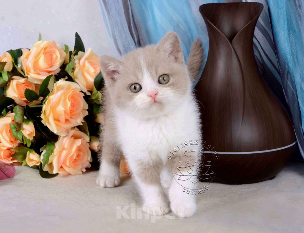 Кошки в Мурином: Британский котик окраса лиловый биколор Мальчик, 33 000 руб. - фото 1