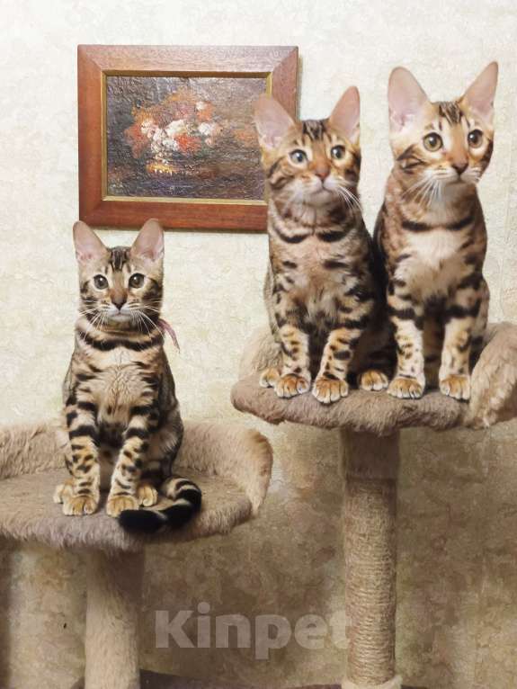 Кошки в Лыткарино: Бенгальская девочка с документами Девочка, 30 000 руб. - фото 3