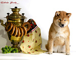 Собаки в Вологде: Сиба ину девочка РКФ с документами Девочка, 75 000 руб. - фото 7