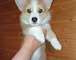 Собаки в Москве: Вельш-корги-пемброка щенки Мальчик, 80 000 руб. - фото 1