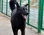 Собаки в Москве: Дружелюбный пёс Карлос из приюта, ищет дом Мальчик, 10 руб. - фото 6