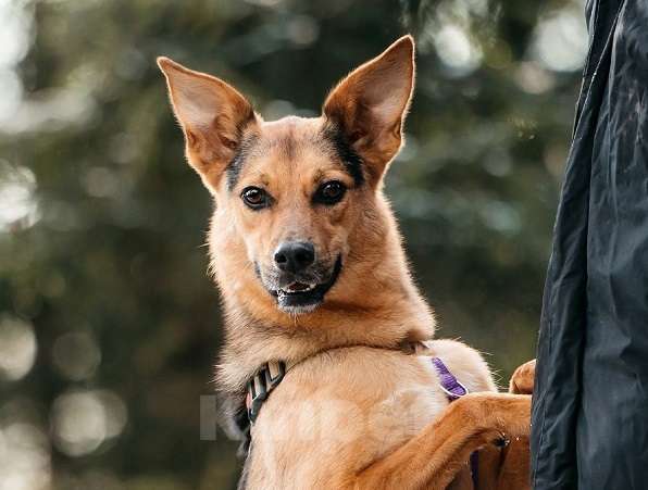 Собаки в Москве: Счастье по имени Читос ищет семью! Некрупный пес-компаньон! Мальчик, Бесплатно - фото 1