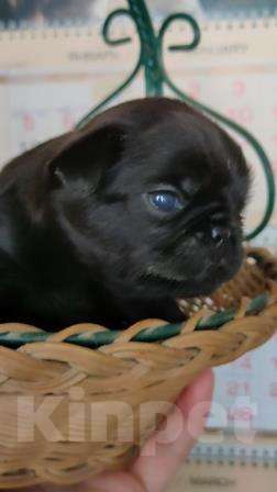 Собаки в Москве: Щенки пти брабансона мальчики и девочка на март Мальчик, 40 000 руб. - фото 4