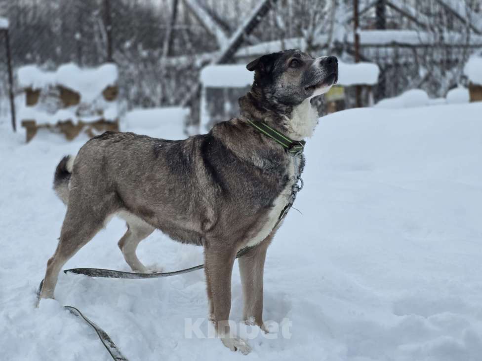 Собаки в Королеве: Пани: собака с душой, ждущей тепла Девочка, Бесплатно - фото 9