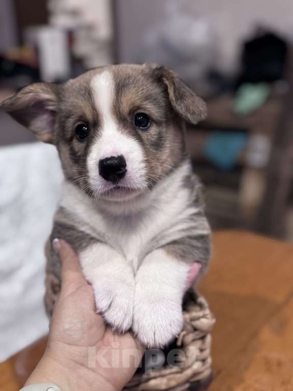 Собаки в Курске: Вельш корги кардиган  Мальчик, 60 000 руб. - фото 4