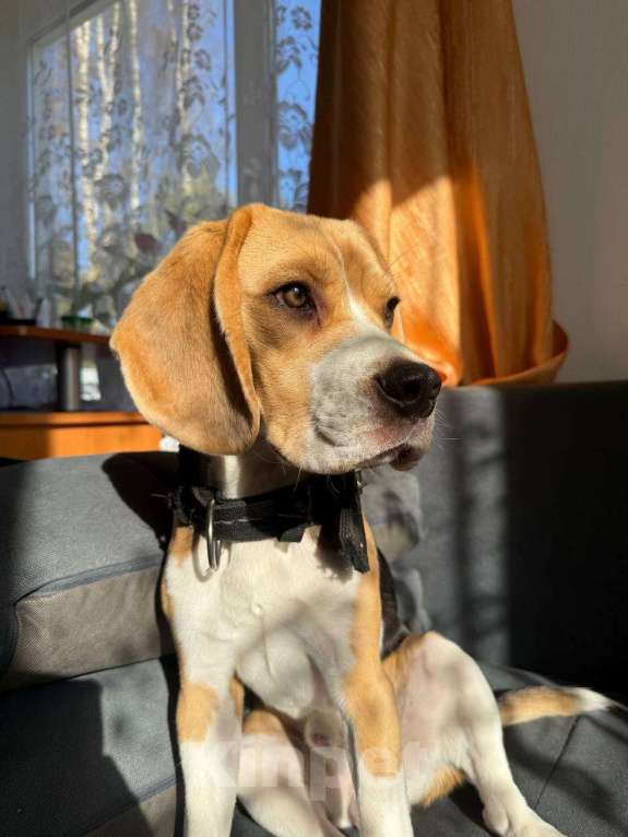 Собаки в Кингисеппе: Отдам щенка бигля в добрые ручки 🙏🏻 Мальчик, Бесплатно - фото 2