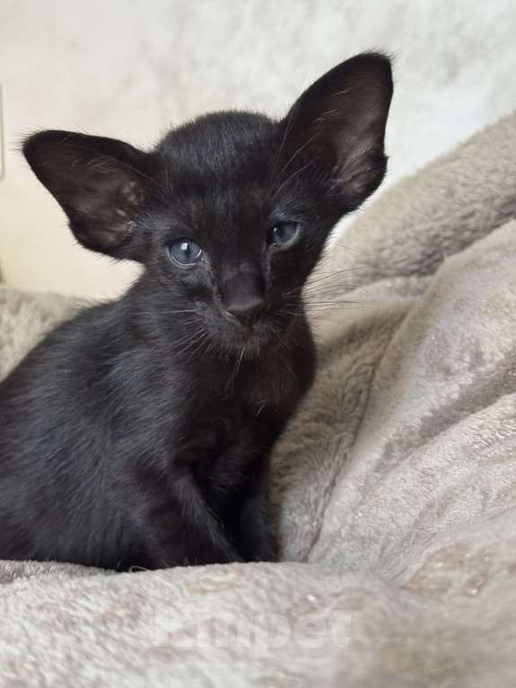 Кошки в Москве: Предлагается к бронированию  Мальчик, 50 000 руб. - фото 2