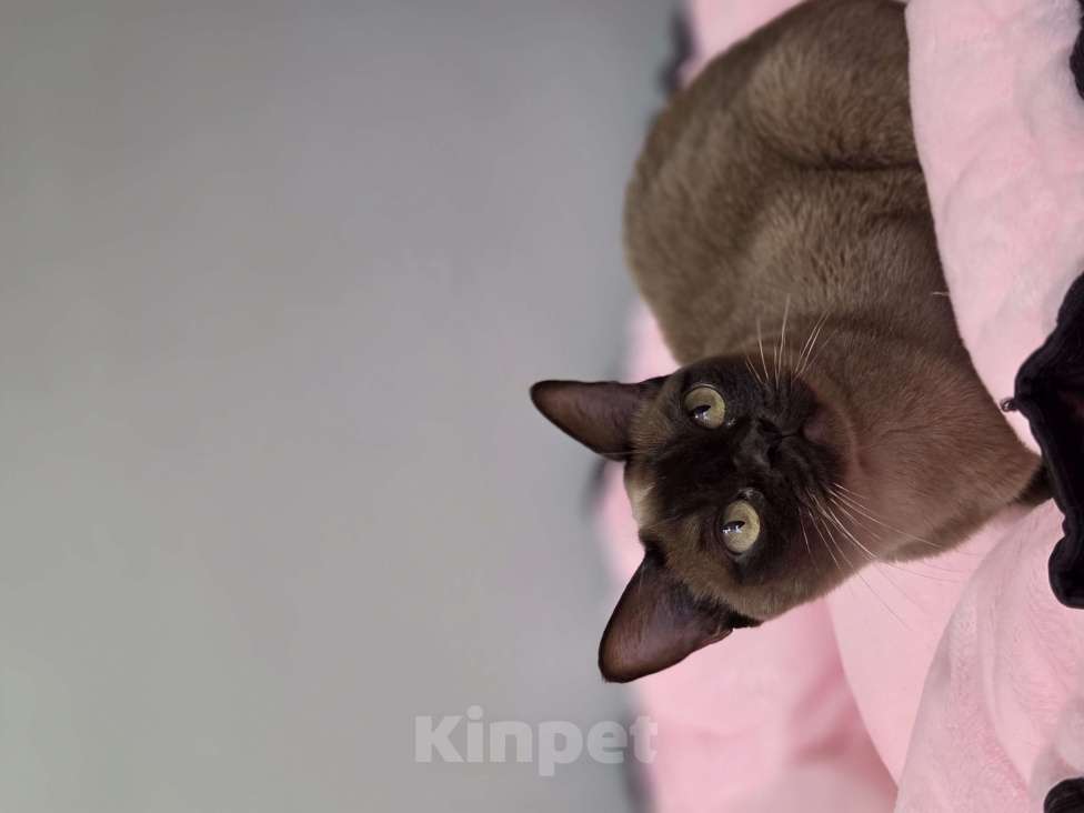 Кошки в Москве: Бупманская Девочка, Бесплатно - фото 3