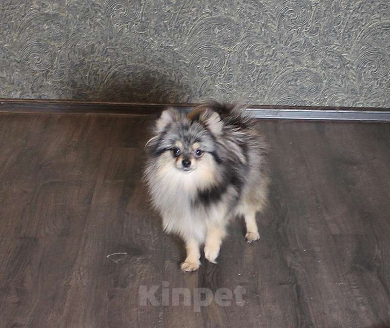 Собаки в Москве: Померанский мальчик шпиц Мальчик, 43 000 руб. - фото 5