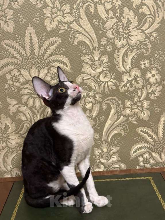 Кошки в Санкт-Петербурге: Котёнок корниш -рекс Мальчик, 40 000 руб. - фото 2