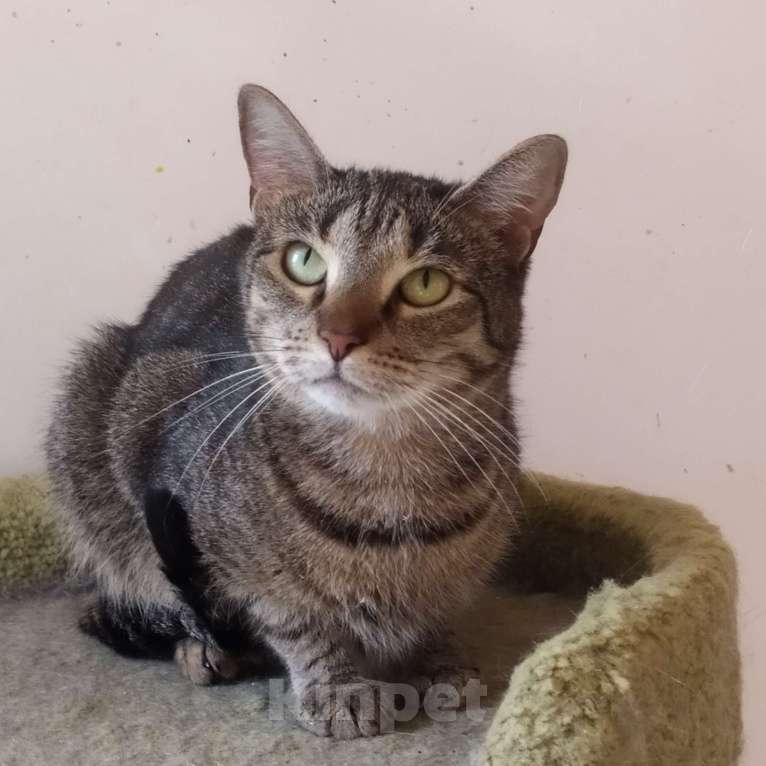 Кошки в Санкт-Петербурге: Маняша из приюта в добрые руки Девочка, Бесплатно - фото 3