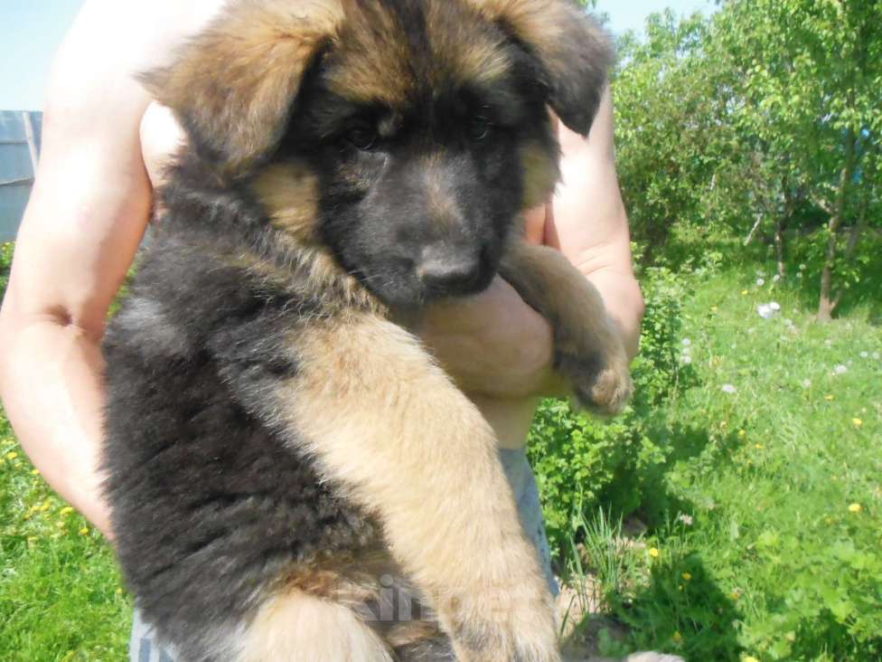 Собаки в Твери: чистокровный щенок немкцкой овчарки Девочка, 17 000 руб. - фото 2