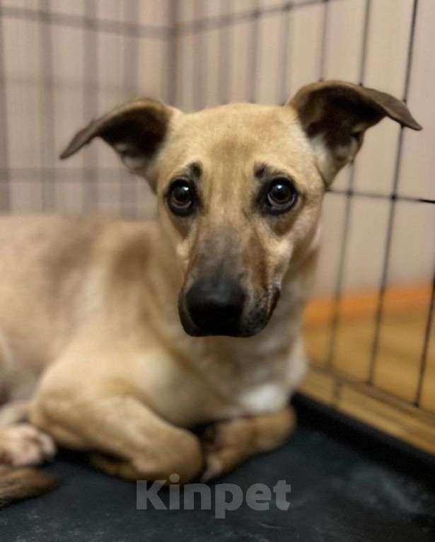 Собаки в Москве: Маленькая собачка в добрые руки! Девочка, Бесплатно - фото 2