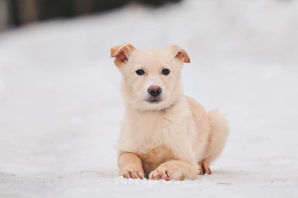 Собаки в Наро-Фоминске: Герцог якутенок команды ппбж Якутска Мальчик, Бесплатно - фото 2