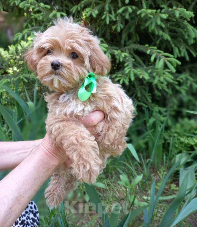 Собаки в Серпухове: Мальтипу кукольная девочка Девочка, 200 000 руб. - фото 3