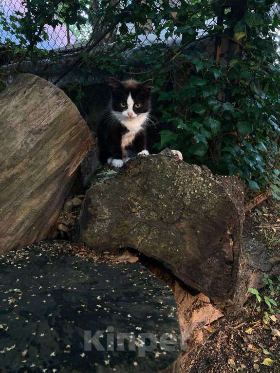 Кошки в Калининграде: Котёнок в добрые руки Мальчик, Бесплатно - фото 4