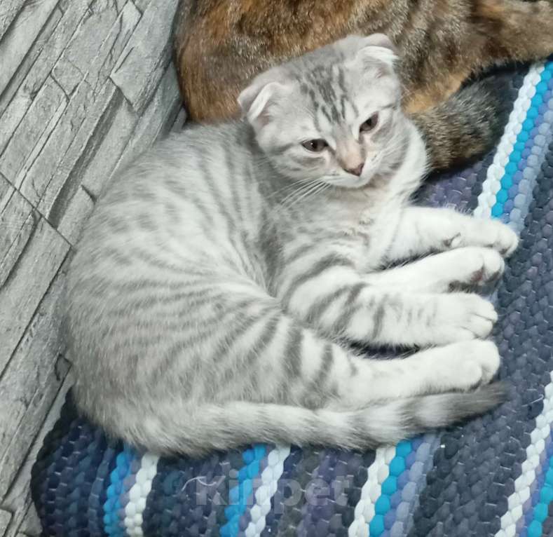 Кошки в Ростове-на-Дону: Шотландская вислоухая порода кошек Девочка, 9 000 руб. - фото 6