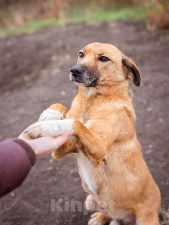 Собаки в Москве: Небольшой мальчик в добрые руки Мальчик, Бесплатно - фото 1