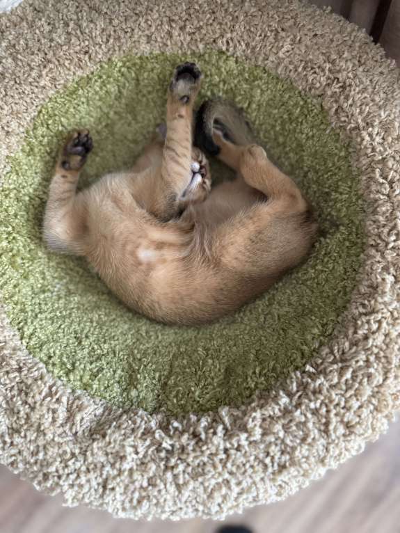 Кошки в Краснодаре: Абиссинские котята готовы к переезду  Девочка, 30 000 руб. - фото 5