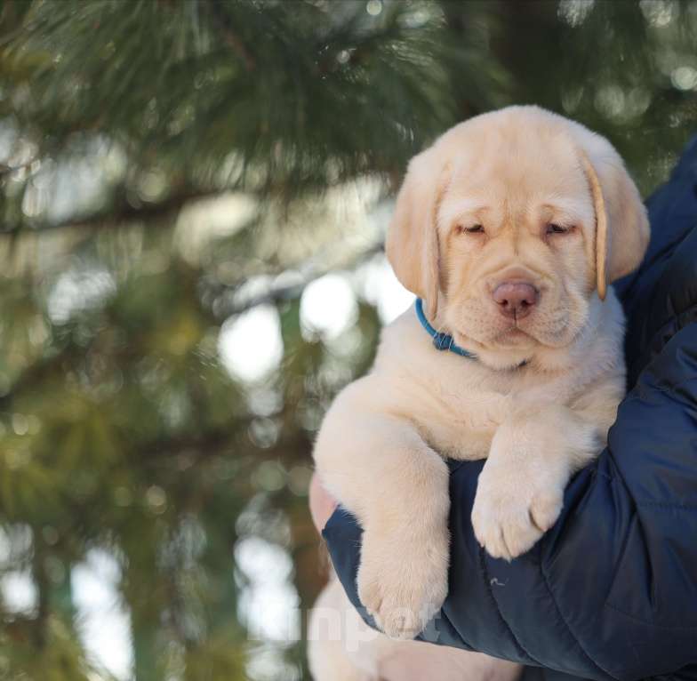 Собаки в Новокузнецке: Щенок Мальчик, 60 000 руб. - фото 1
