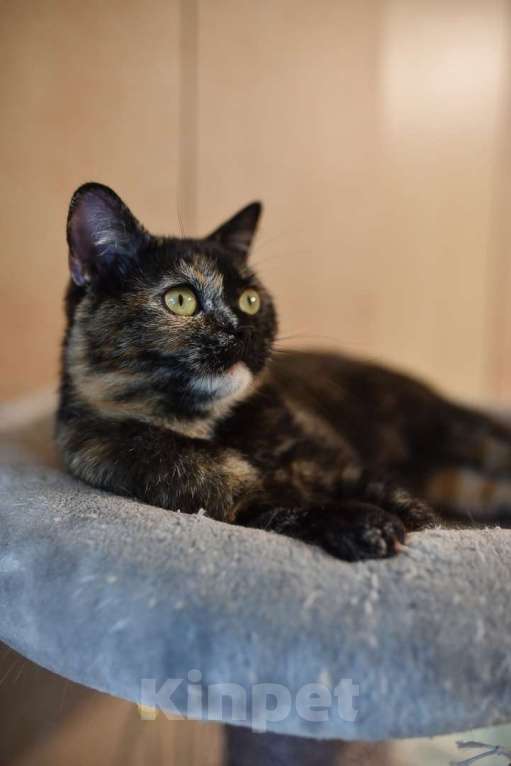 Кошки в Москве: Британская трехцветная химера Кьяра в добрые руки Девочка, Бесплатно - фото 3