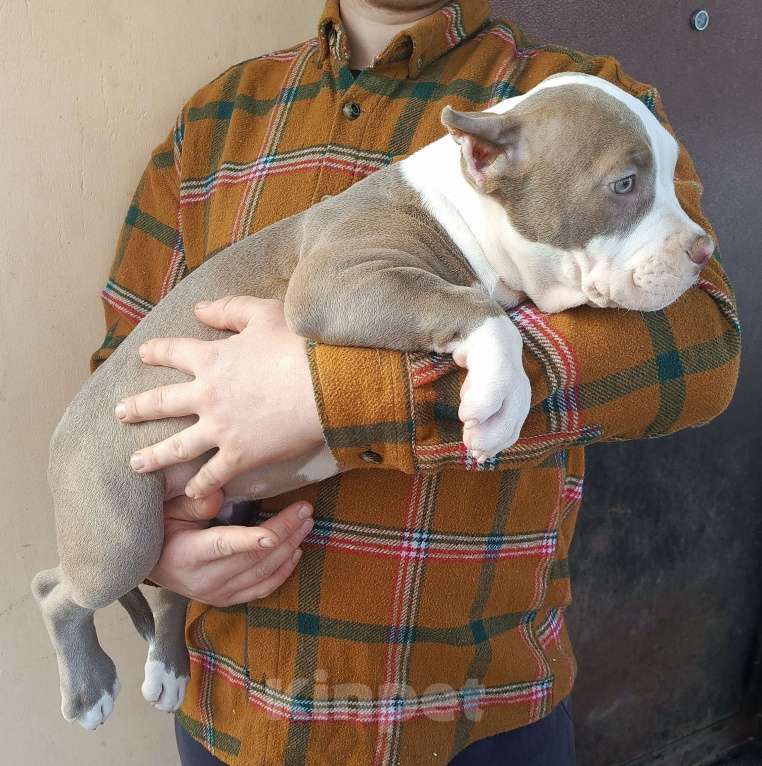 Собаки в других городах Московской области: Американский булли Разнополые, 70 000 руб. - фото 8