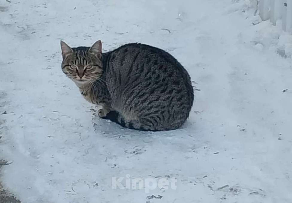 Кошки в Новороссийске: Кошечка в добрые руки  Девочка, Бесплатно - фото 1