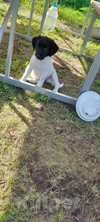 Собаки в Москве: Щенки лабрадора Девочка, 1 000 руб. - фото 4