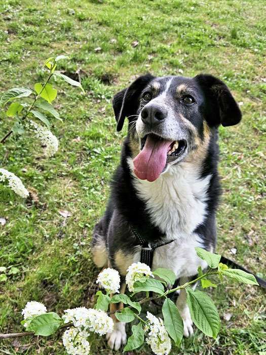 Собаки в Москве: Обаяшка Том ищет свою семью Мальчик, 10 руб. - фото 8