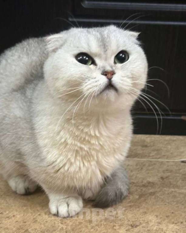 Кошки в Москве: Вислоухую кошечку выкинули! Срочный поиск дома! Девочка, Бесплатно - фото 2