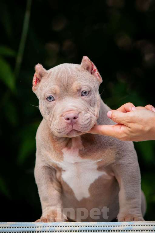 Собаки в Копейске: Американский булли девочки Девочка, 80 000 руб. - фото 5