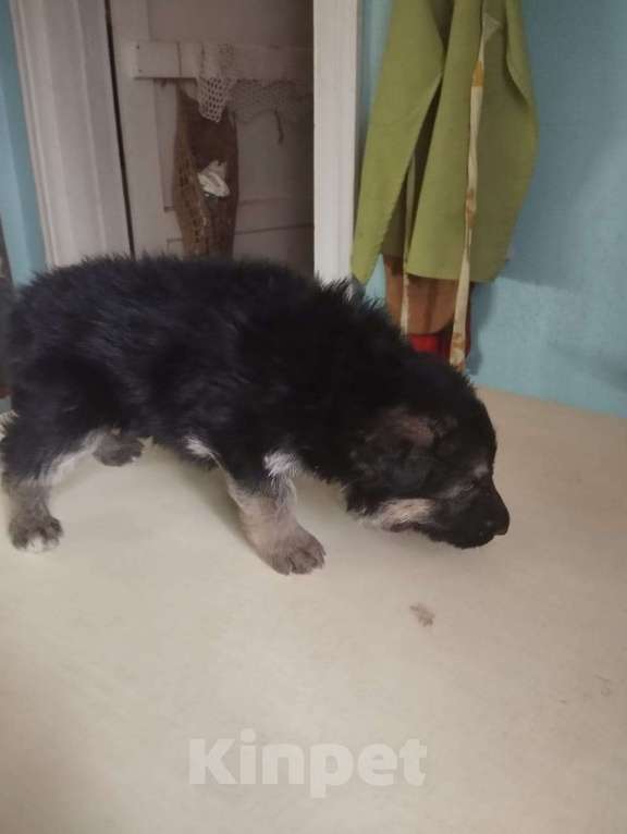 Собаки в Истре: Милые МИШКИ Мальчик, 20 000 руб. - фото 4