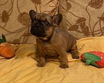 Собаки в Санкт-Петербурге: Шикарный мальчик французского бульдога Мальчик, 40 000 руб. - фото 9